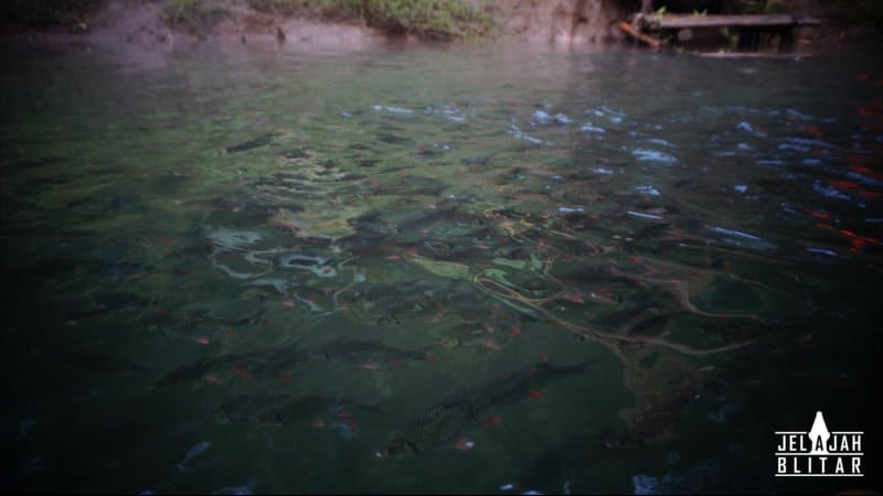 Ikan Konservasi di Sungai Brantas