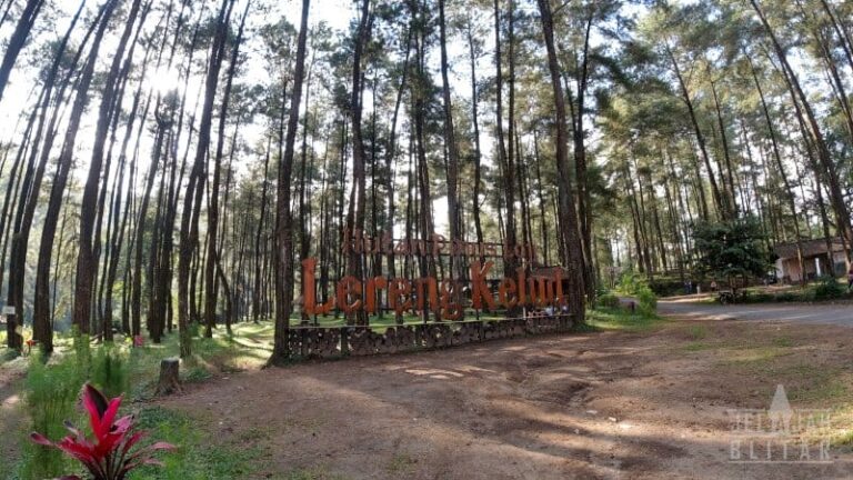 Hutan Pinus Loji Lereng Kelud